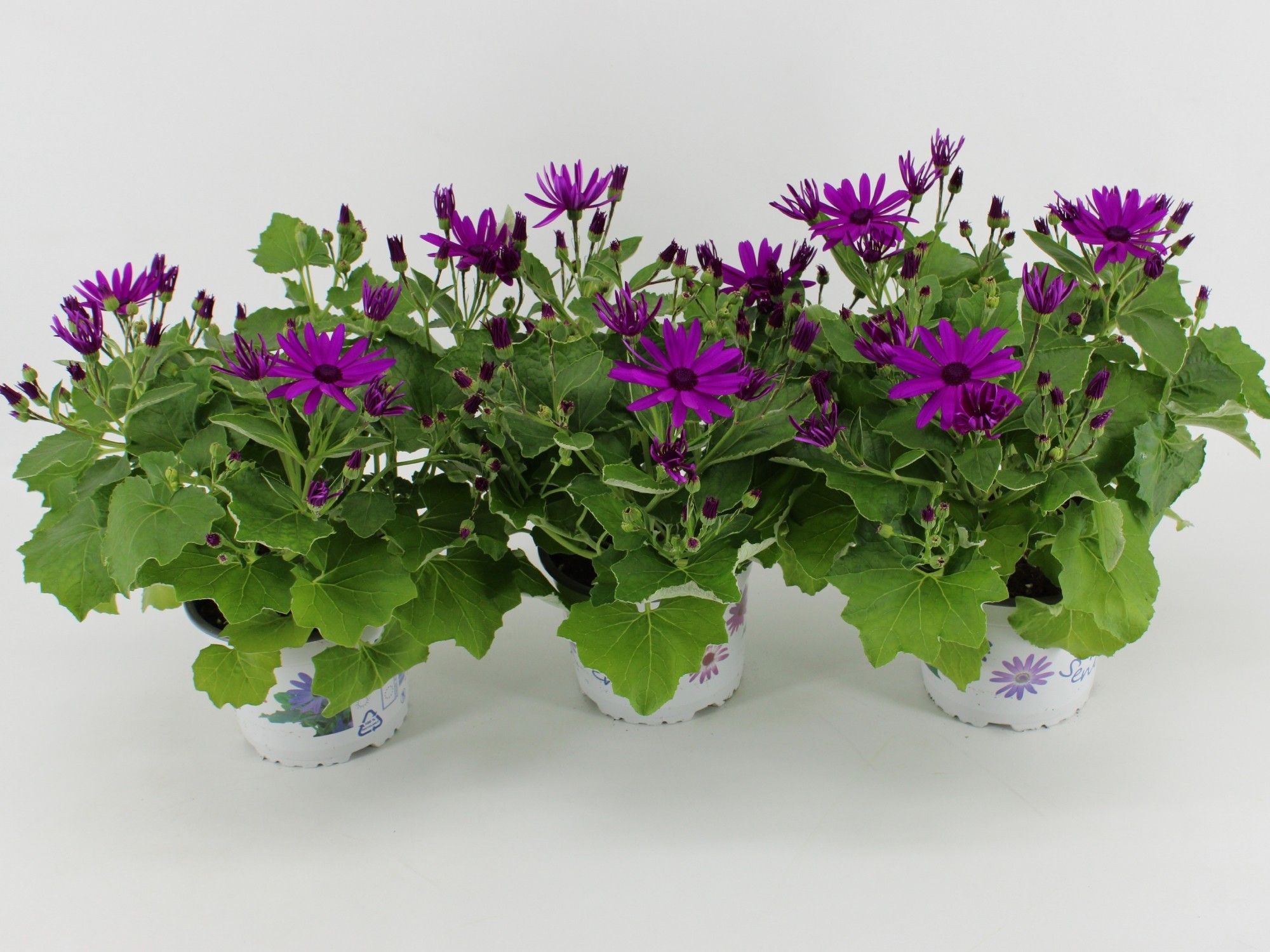 Senecio Senetti Pericallis Magenta, D 15