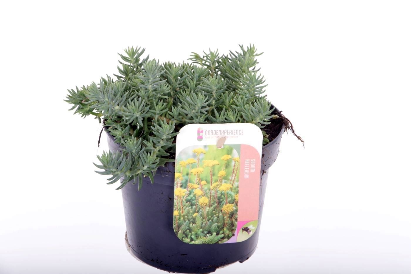 Sedum reflexum, D 13