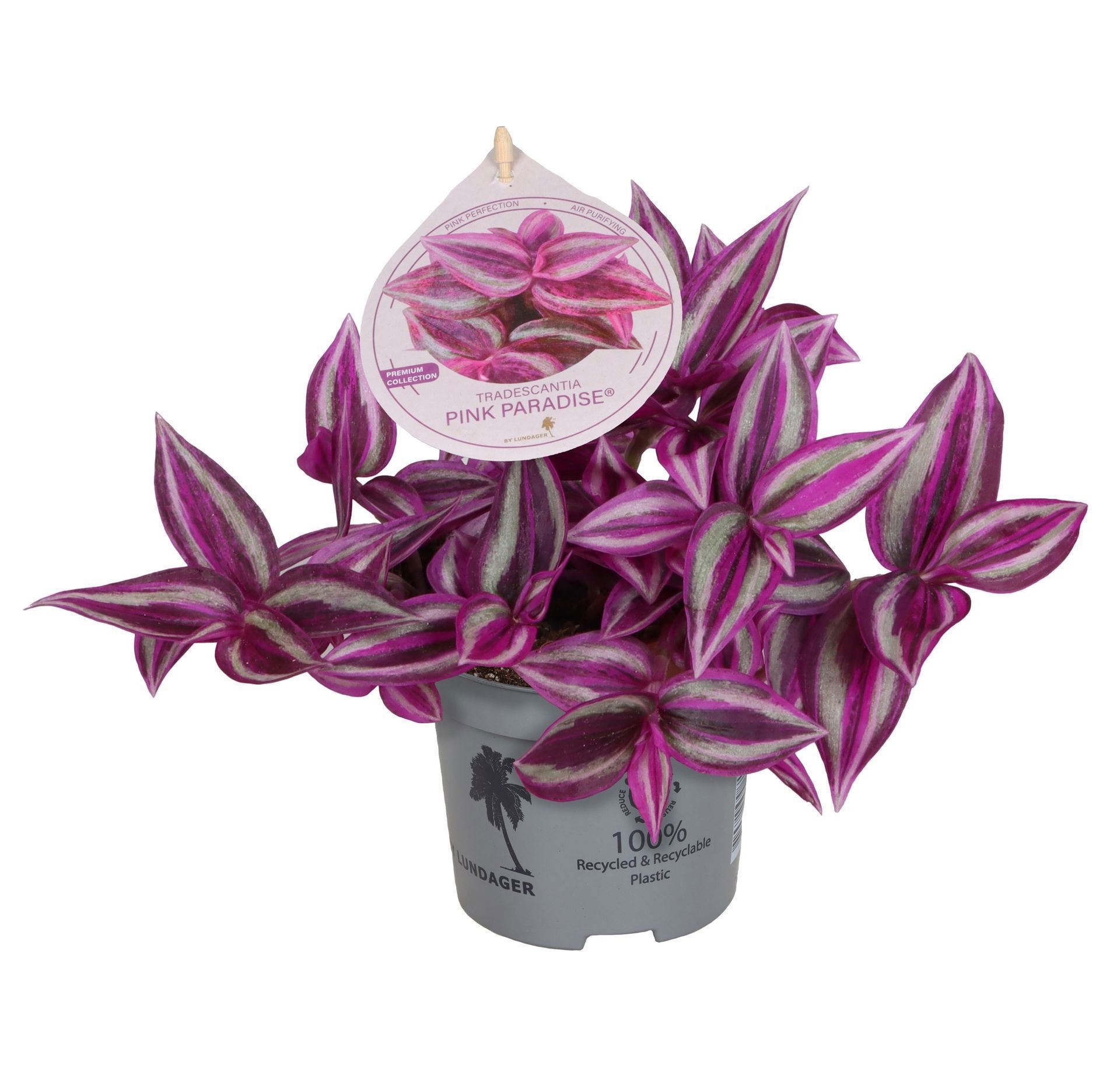 Tradescantia Pink Paradise BL1� 9 cm, D 9