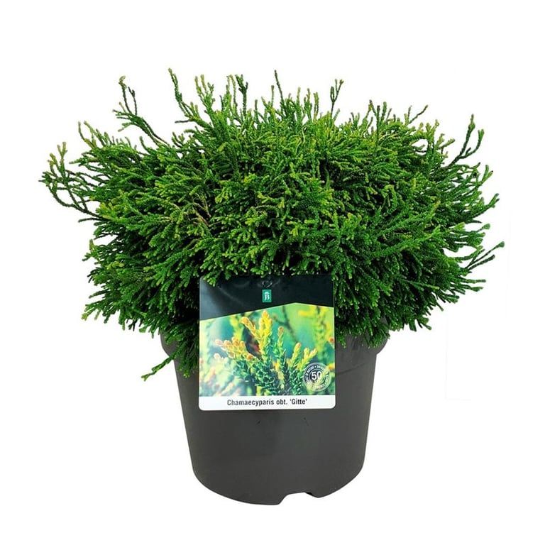 Chamaecyparis o. 'Gitte', D 24