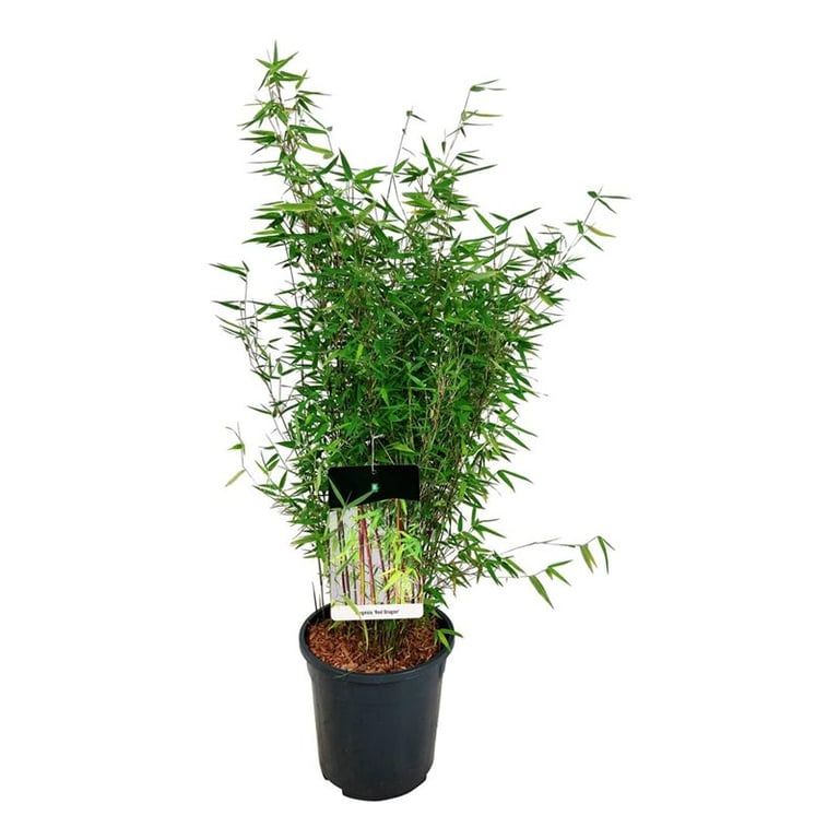 Fargesia 'Red Dragon', D 24