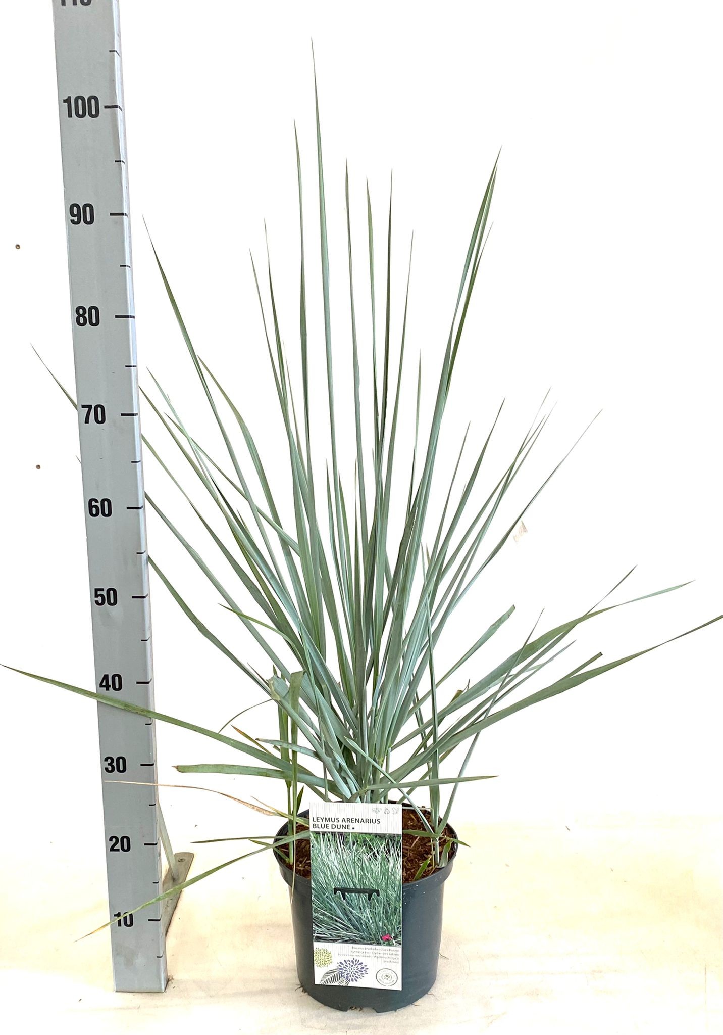 Leymus arenarius 'Blue Dune', D 23