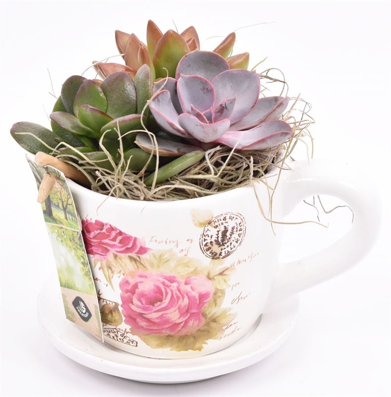 Keramiek K & S roosopdr. 10cm, D 15