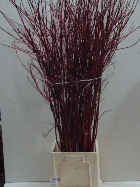 Корнус Альба Сиберика 150, шт.