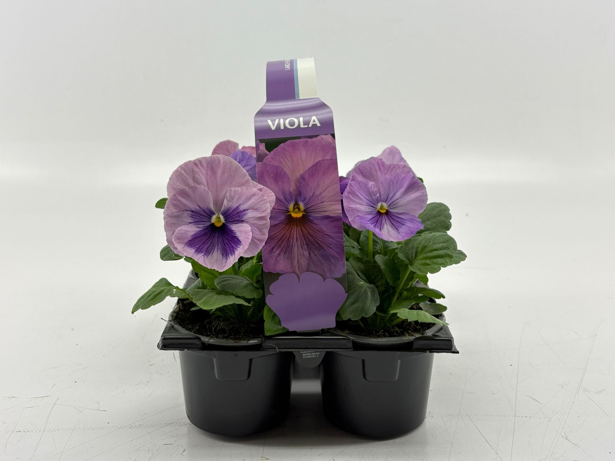 Sixpack Viola F1 Lavender Shades, D 9 cm Sixpack Viola F1 Lavender Shades, D 9 cm