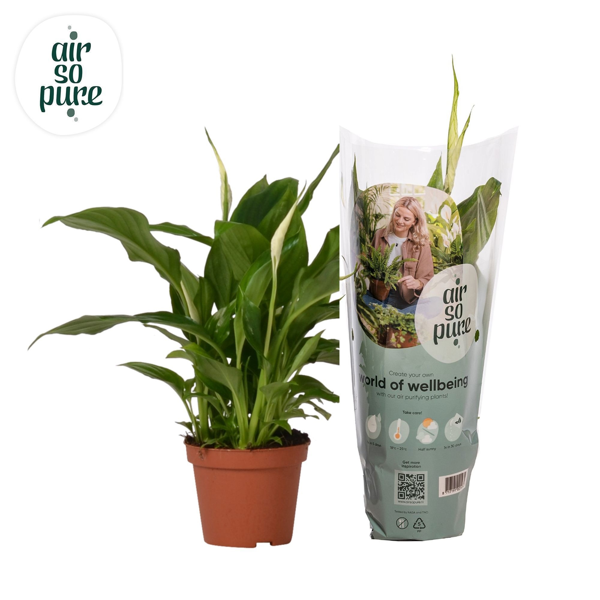 Spathiphyllum 9 cm Chopin Air So Pure, D 9