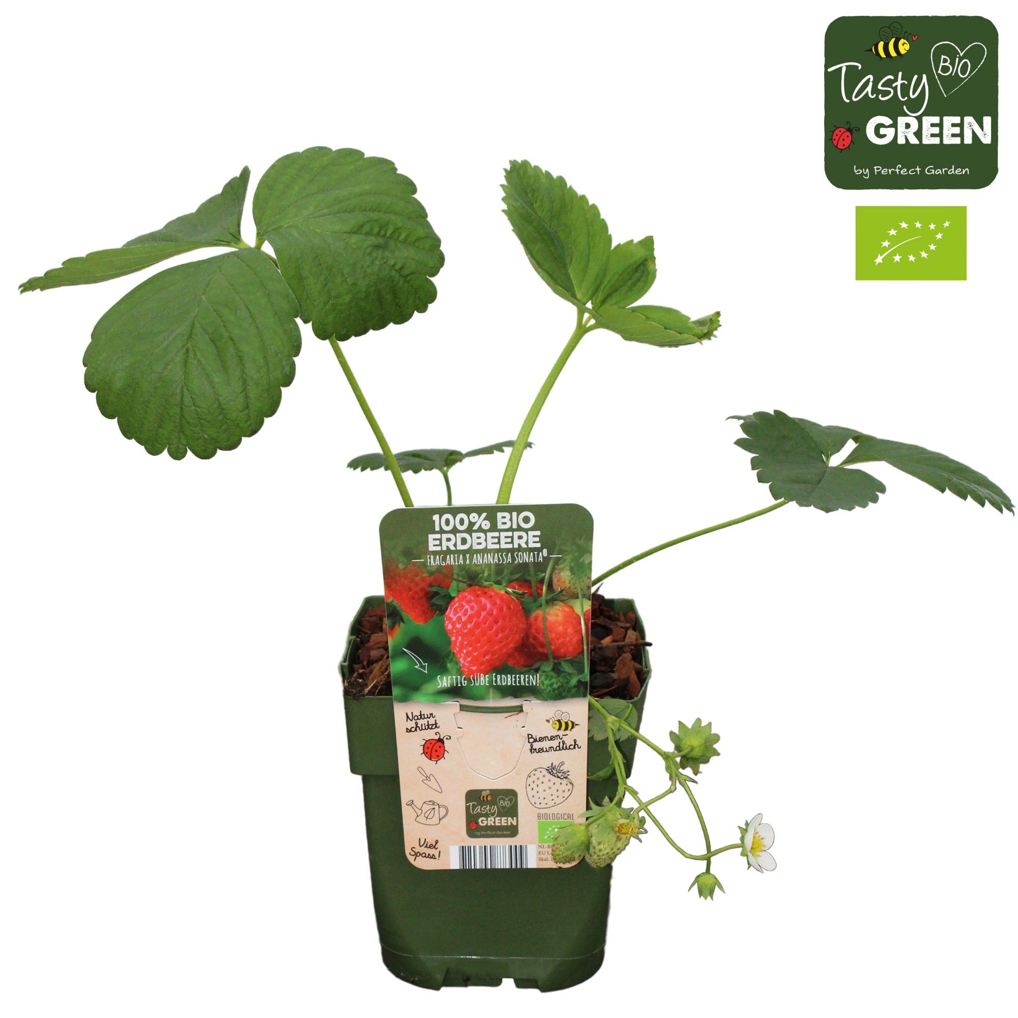 Fragaria x ananassa Sonata Bio P13, D 13