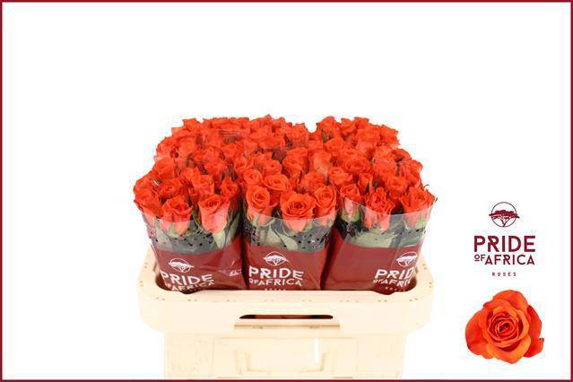 Роза од. Патц 60, шт.