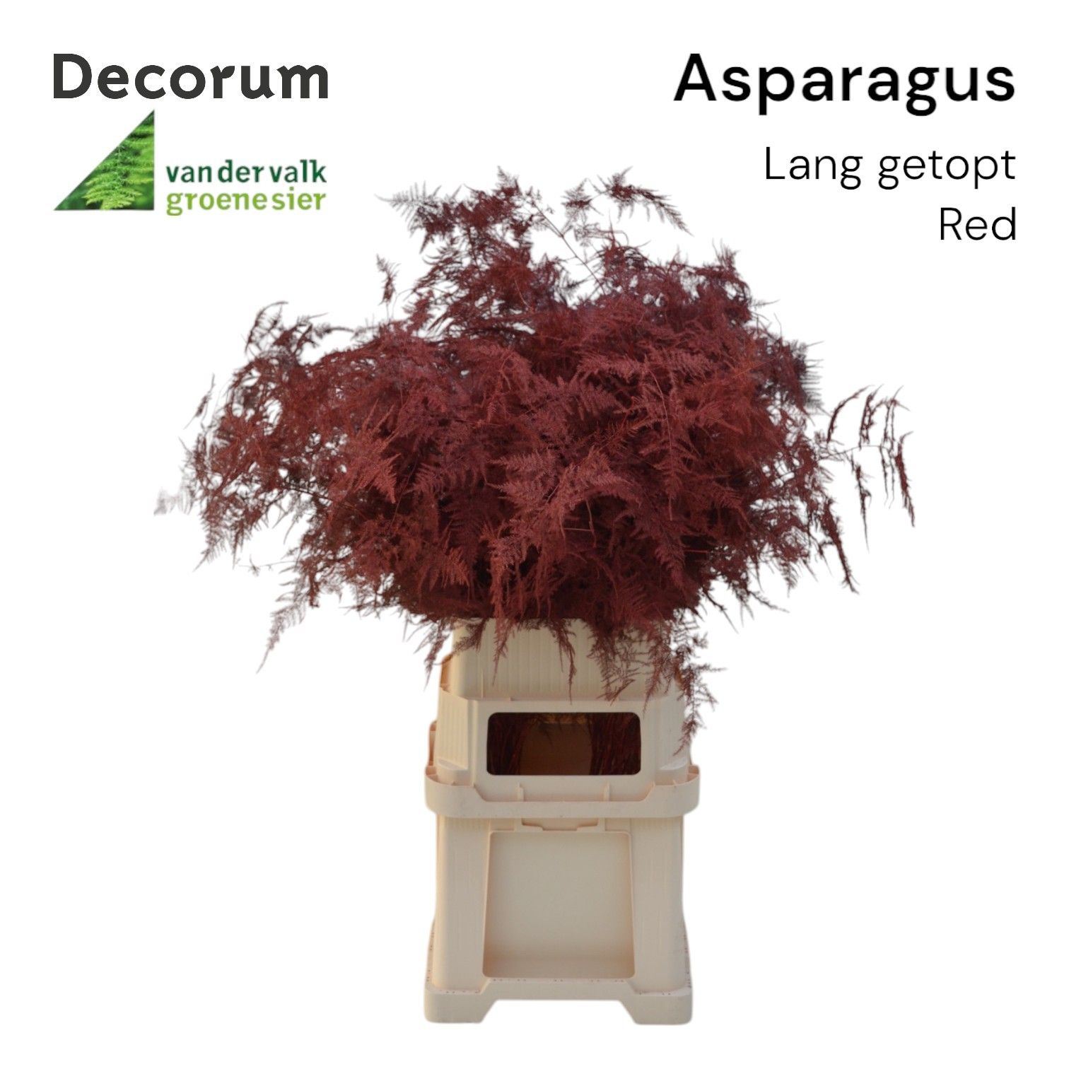 Аспарагус Овериг Крашеный (краш. ) 85, шт.