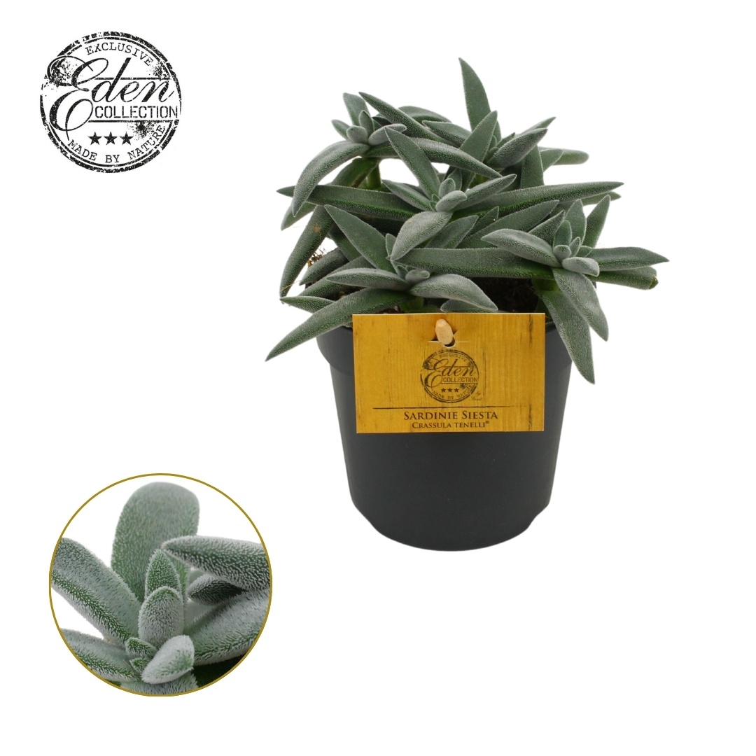 Crassula Tenelli 10,5cm, D 10,5 cm