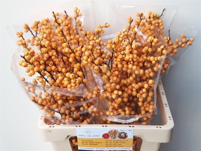 Илекс Голден Вербум 60, шт.