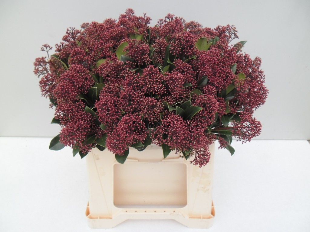 Скимия Рубелла за пучок 45, пуч.