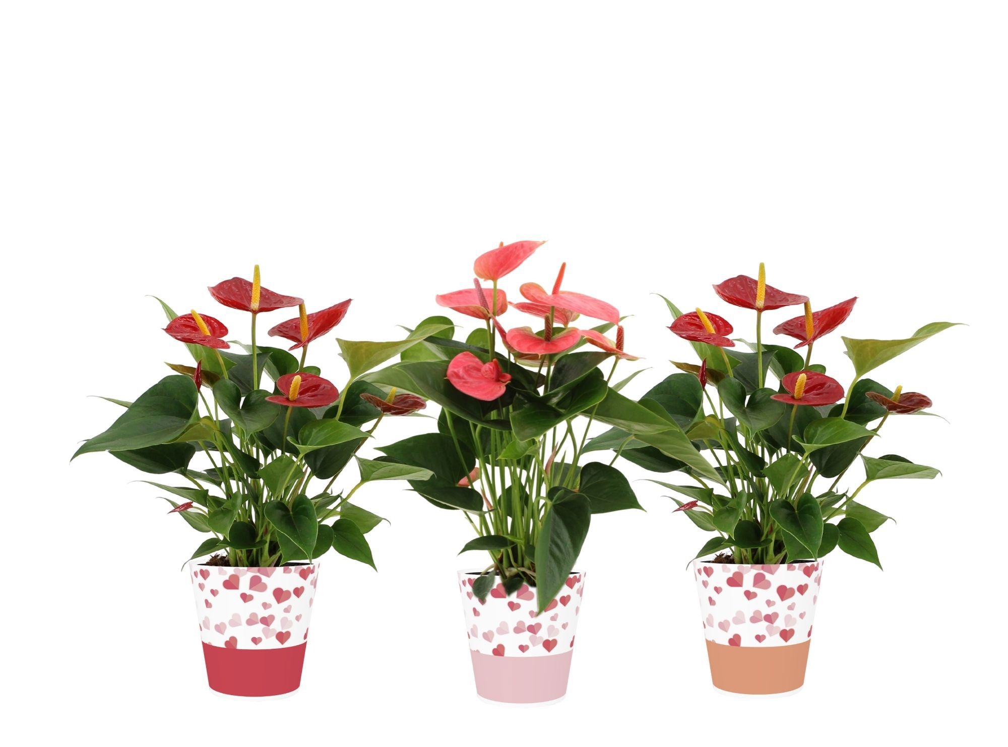Anthurium 12 cm Red & Pink mix in Candy smartcup, D 12