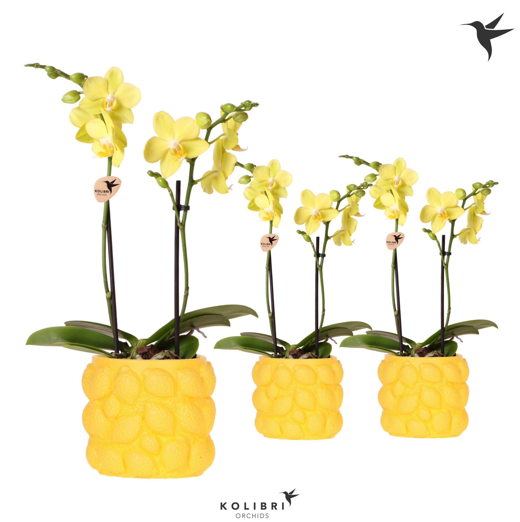 Kolibri Orchids Phalaenopsis yellow 2 spike in Citrus pot yellow, D 9