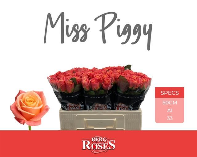 Роза од. Мисс Пигги+ 50, шт.