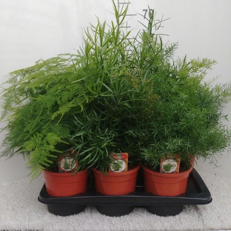 Asparagus Gemeng 17 cm, D 17 cm