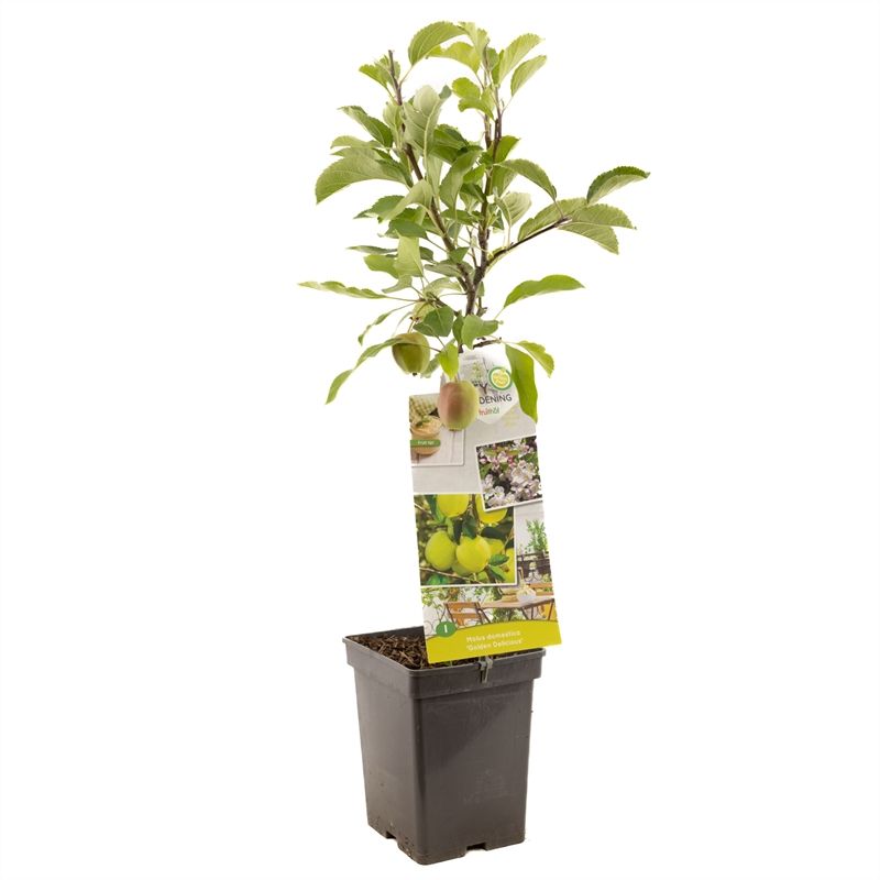 Malus dom. Golden Delicious Patio Gele handappel, D 18