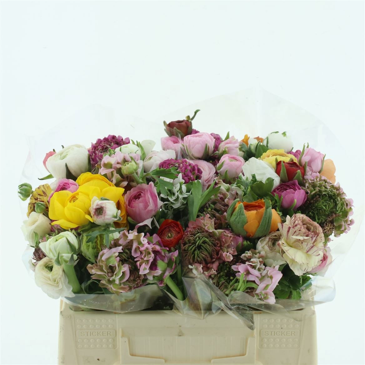 Ранункулус Овериг 35, шт.