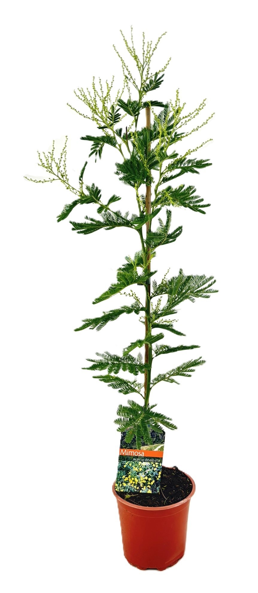 Mimosa acacia dealbata, D 15 cm