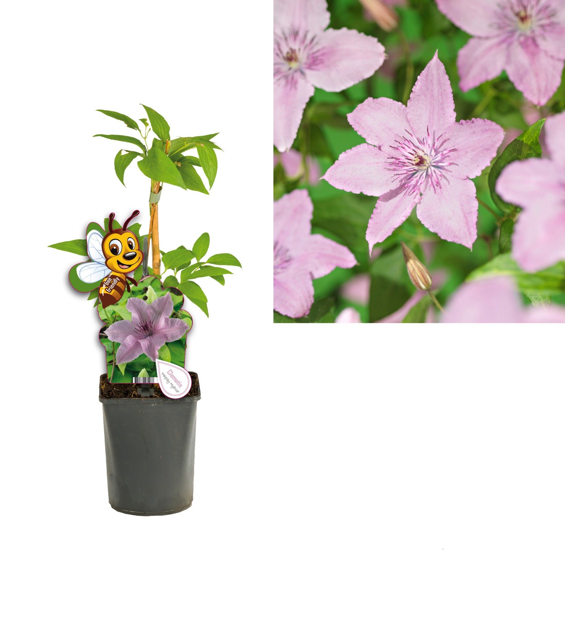 Clematis 'Hagley Hybrid' +bee label, D 11