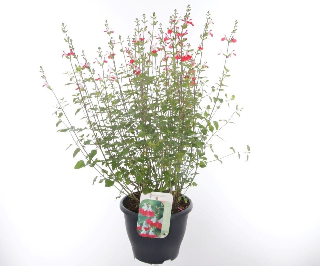 Salvia microphylla Hotlips, D 23 cm