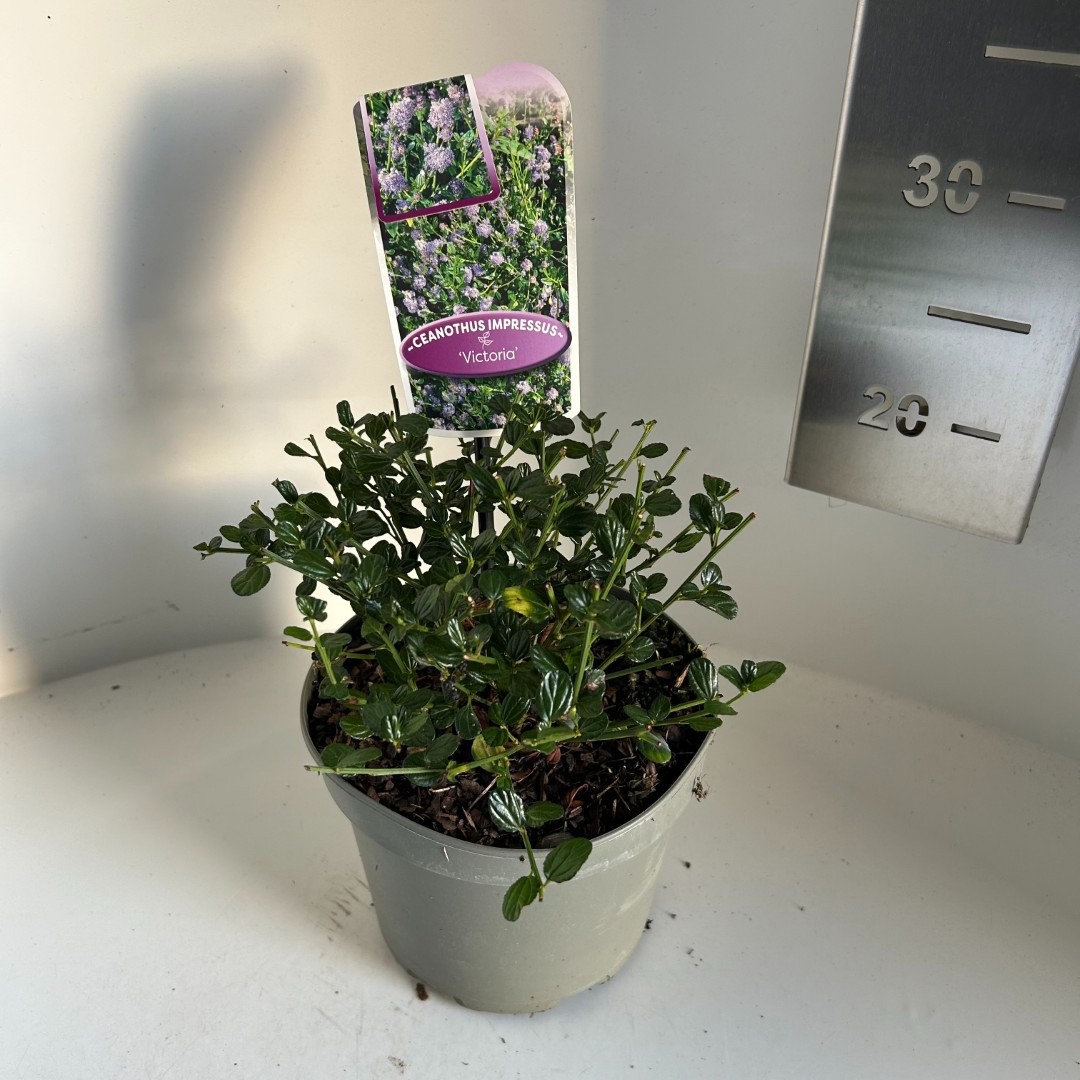 Ceanothus imp. Victoria, D 17