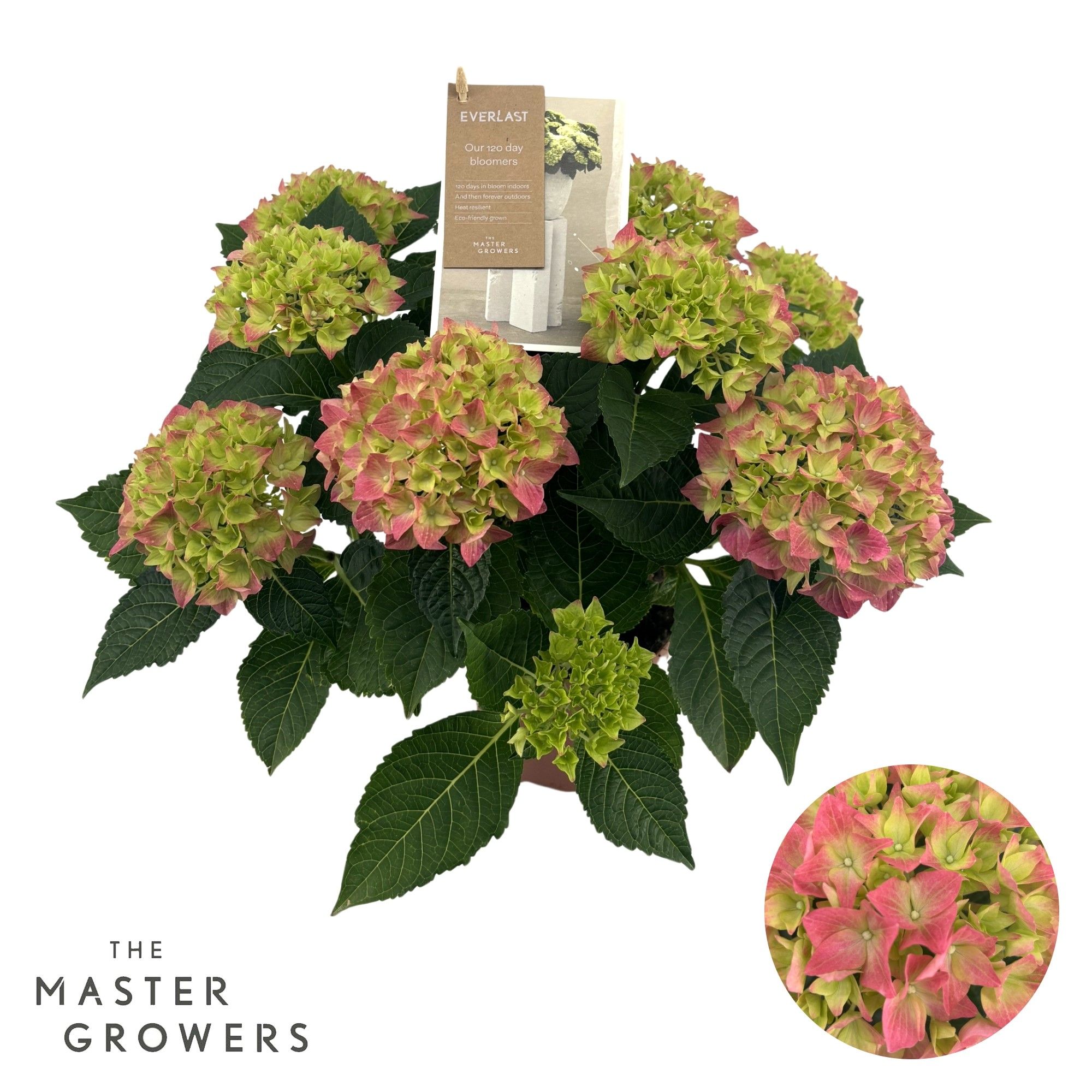 Hydrangea Hi Everlast pink 9 + Flowers, D 14
