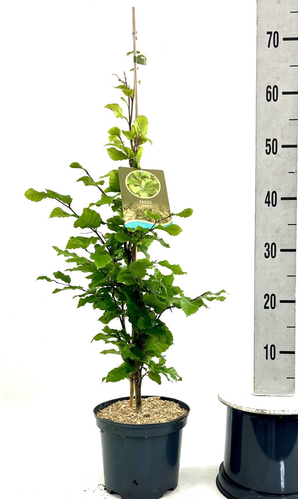 Fagus sylvatica 60-80, D 19