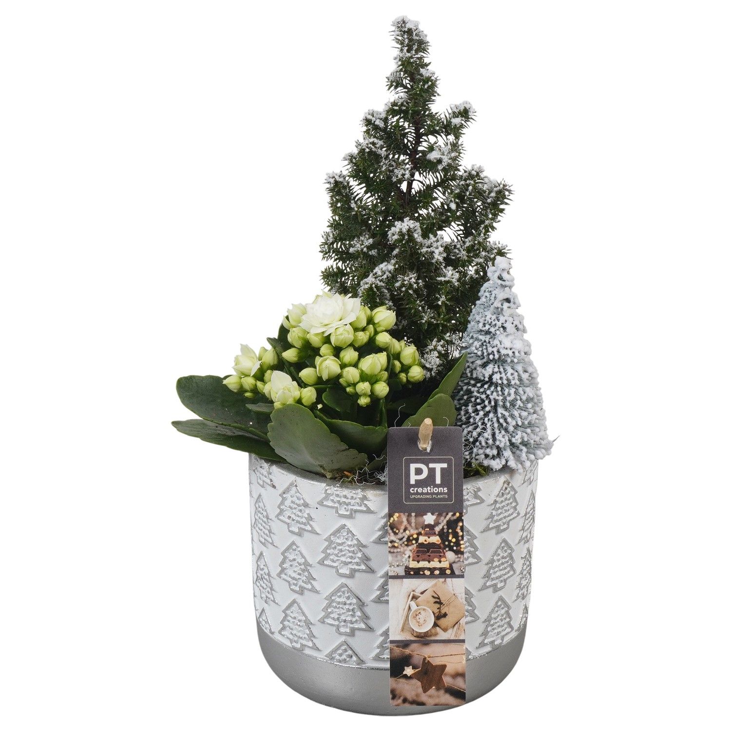 PTCHW4311 Arrangement Christmas White in beton pot, D 13 cm