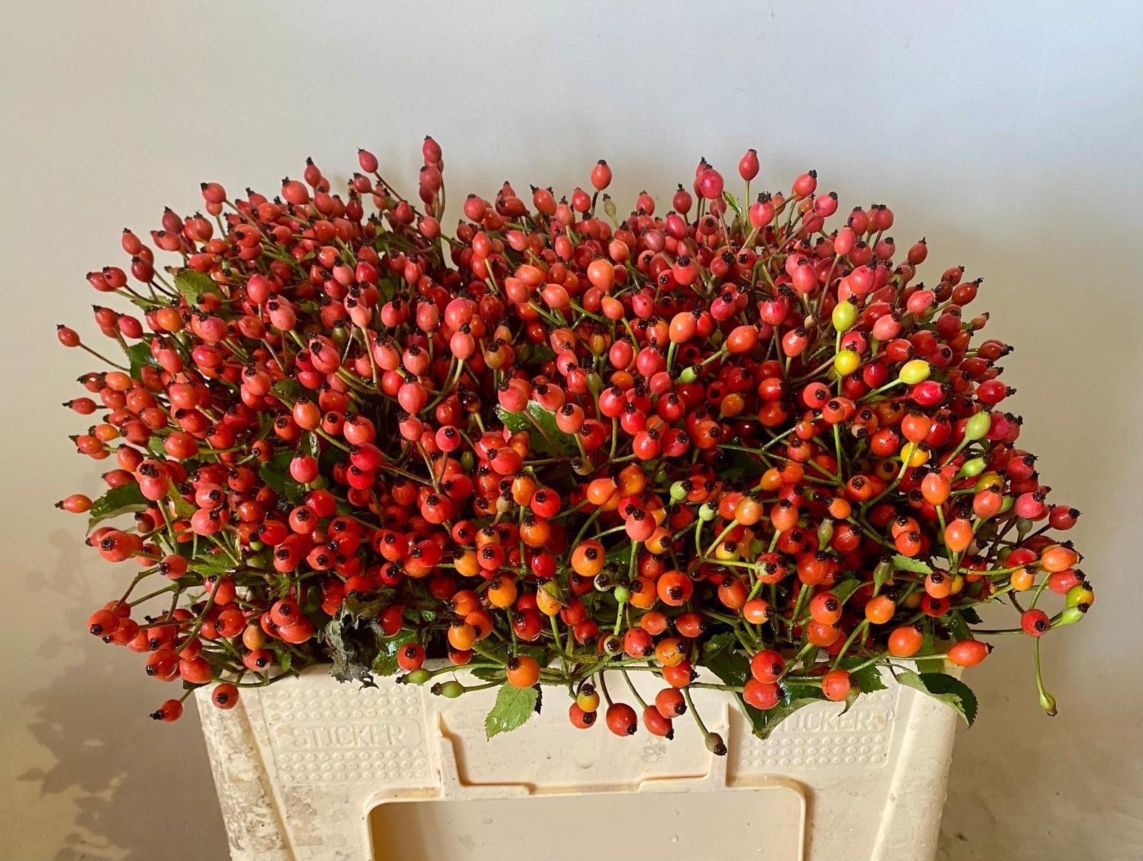 Рузботель Мэджикал Миракл 50, шт.