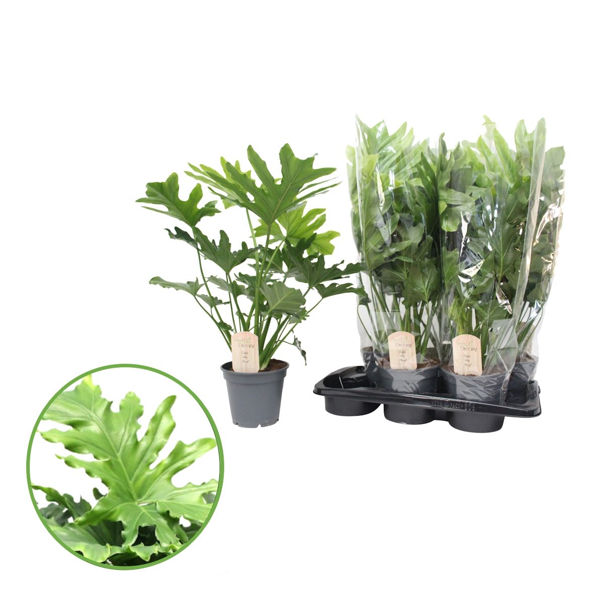 Philodendron 'Hope', D 17 cm