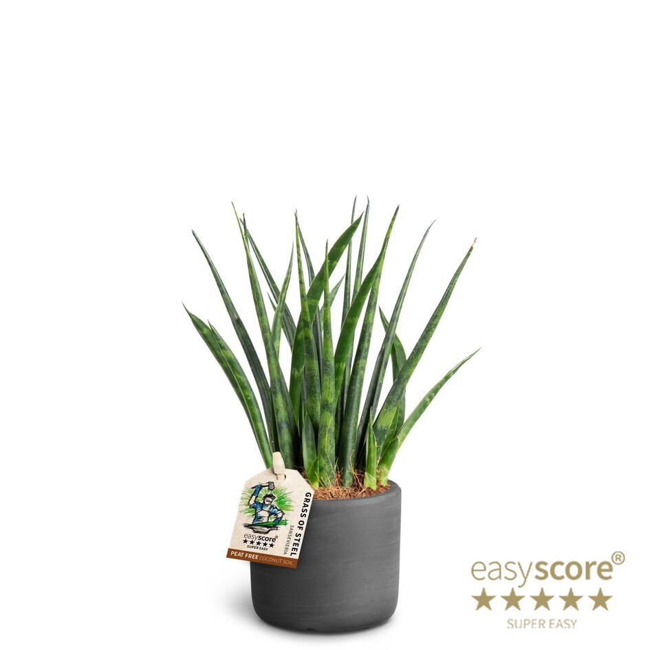 SANSEVIERIA PARVA 40632550 Raw Black Fernwood, D 7