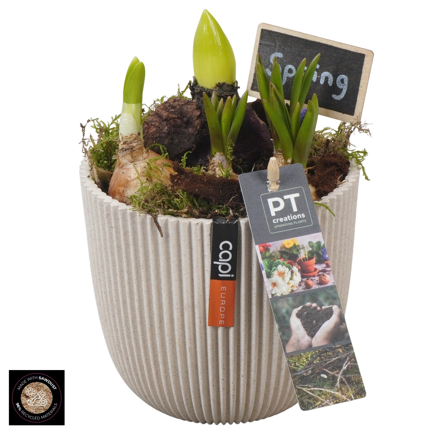 PTBM3933 Arrangement Flower Bulbs Mix in capi pot, D 13