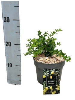 Berberis frikartii 'Amstelveen', D 17