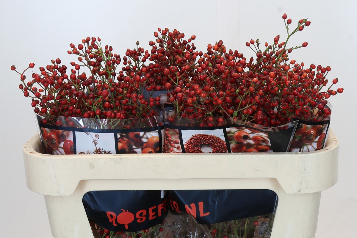 Рузботель Роузфрут Элит 70, шт.