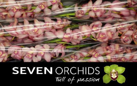 Цимбидиум Рондо x6 80, шт.