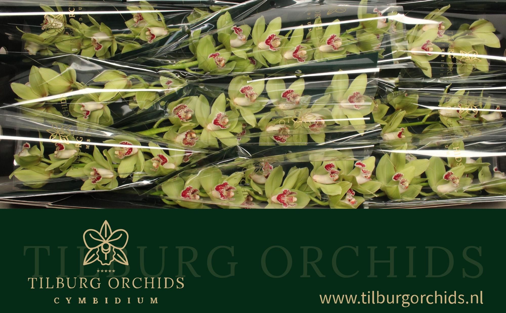Цимбидиум Эммагрин x9 60, шт.