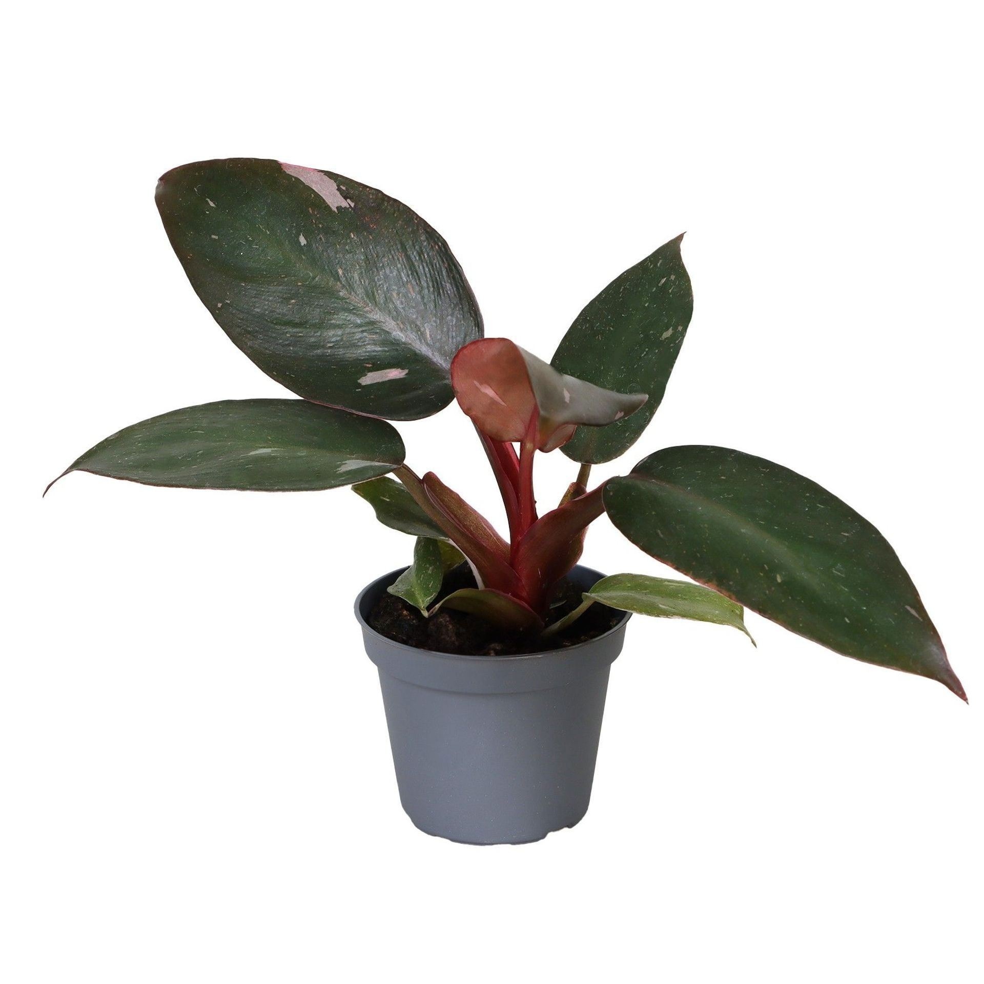 Philodendron Pink Princess, D 6