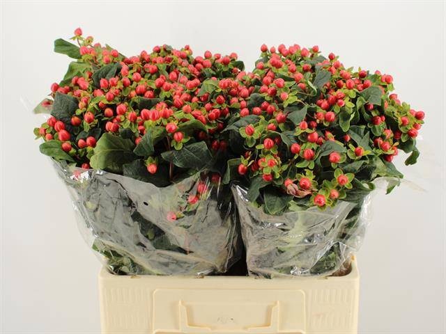 Гипперикум Мэджикал Триумф 60 (красн.), шт. Гипперикум Мэджикал Триумф 60 (красн.), шт.