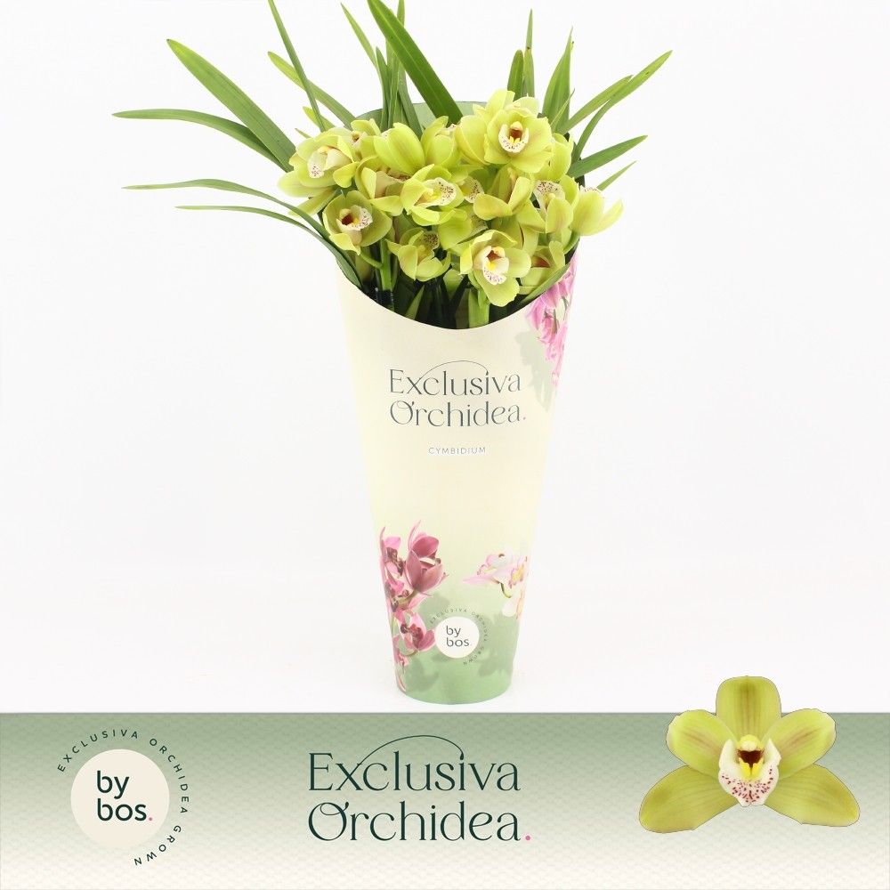 Cymbidium, Wild Anna Compact 4-spike 'Exclusiva Orchidea' Potcover, D 12