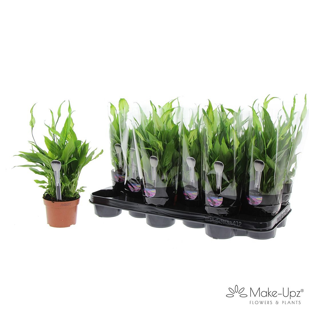 Spathiphyllum 10,5 cm Make Upz groen, D 10,5