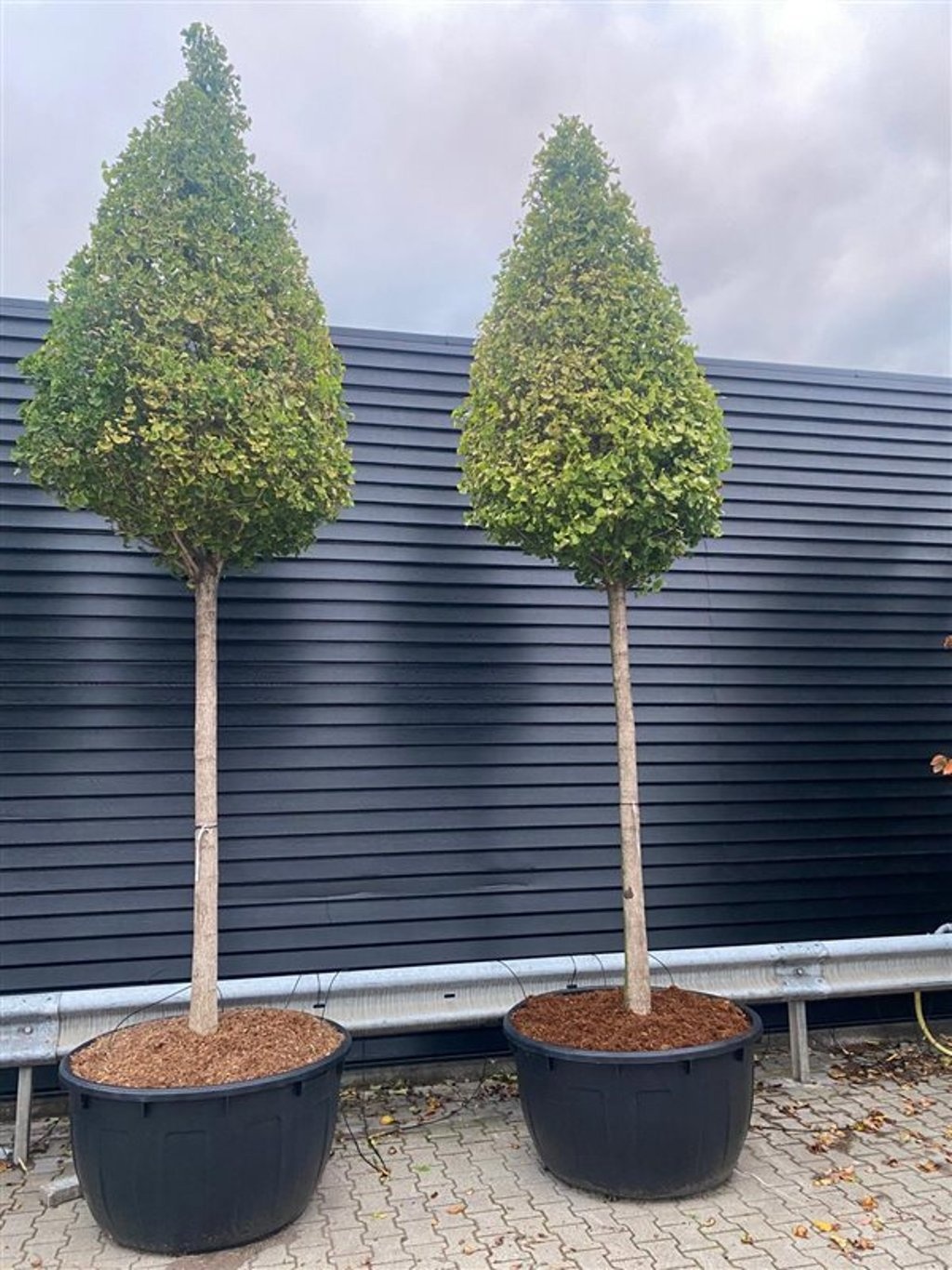 Ginkgo bil. Fastigiata Blagon, D 96