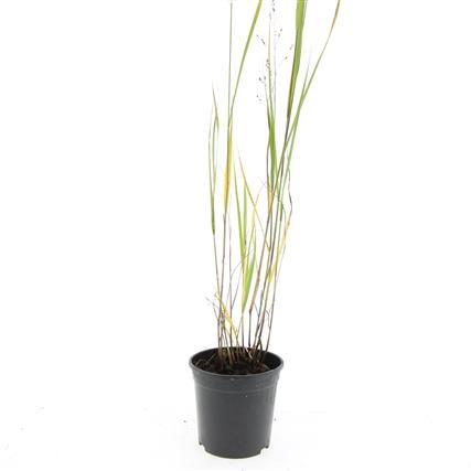 Panicum virgatum 'Heavy Metal', D 14 cm