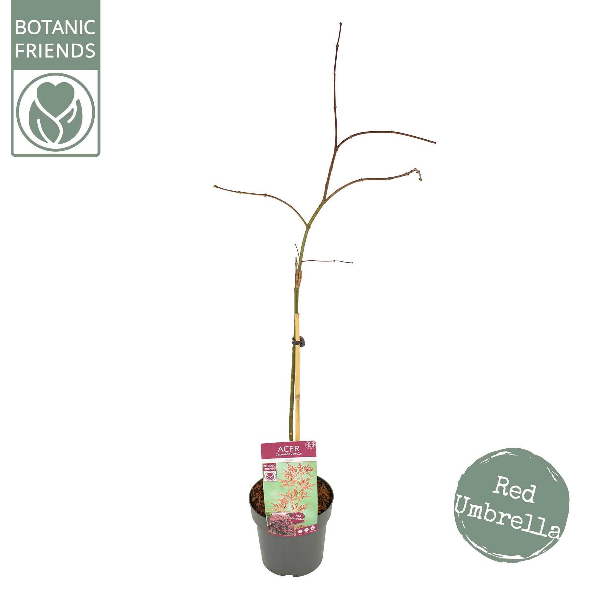 Acer palm. 'Garnet', D 19