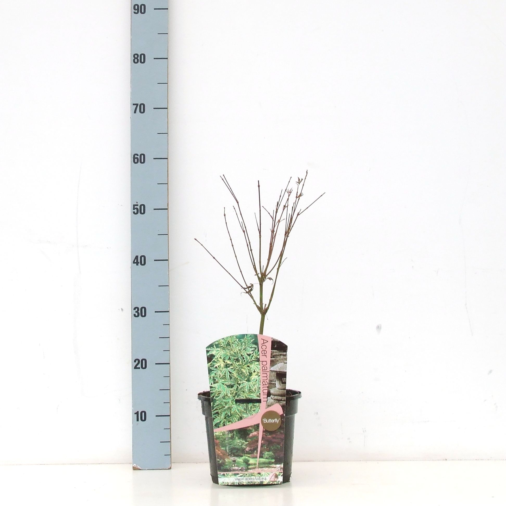 Acer palmatum 'Butterfly' P19, D 19