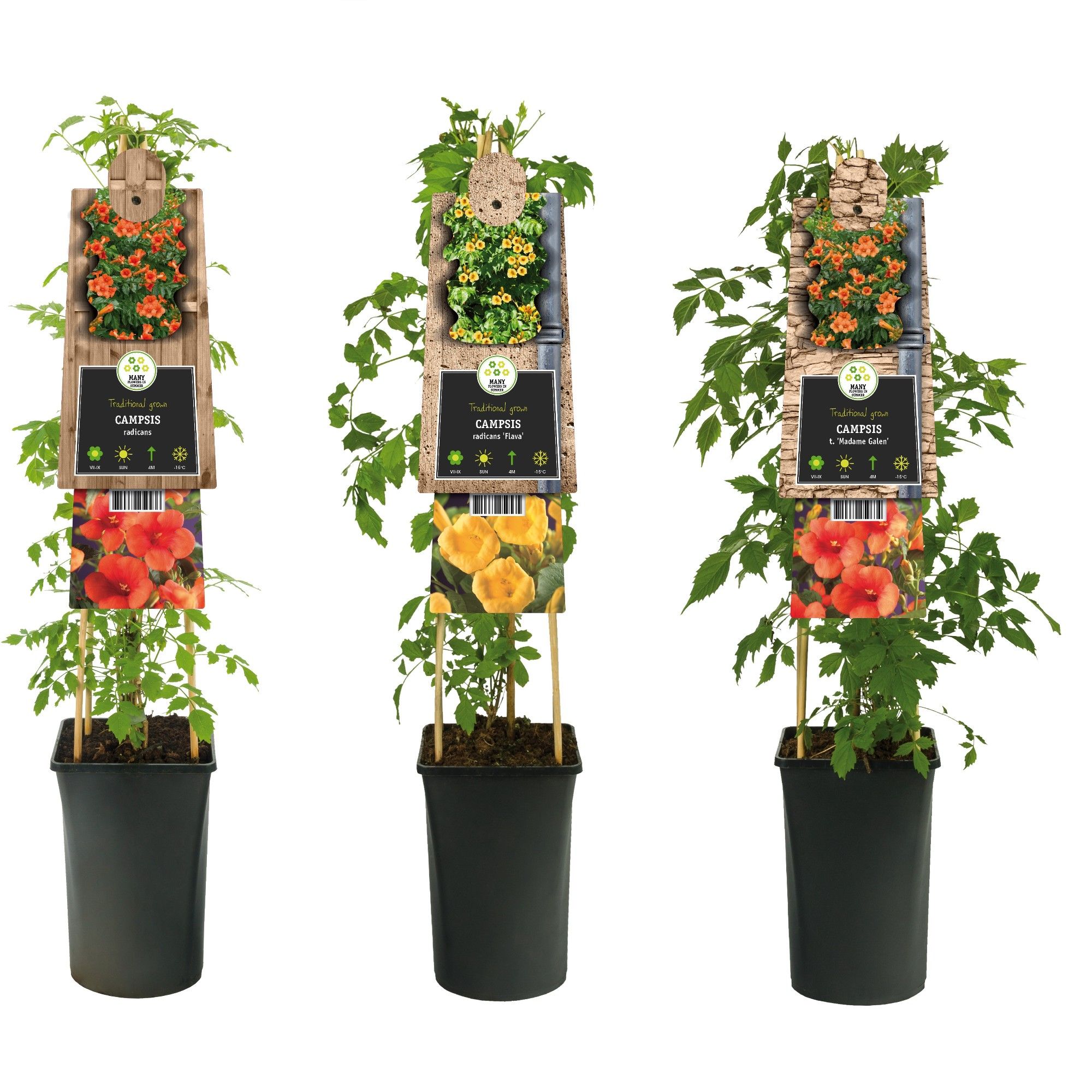 Mixshelf Campsis +3.0 label, D 17