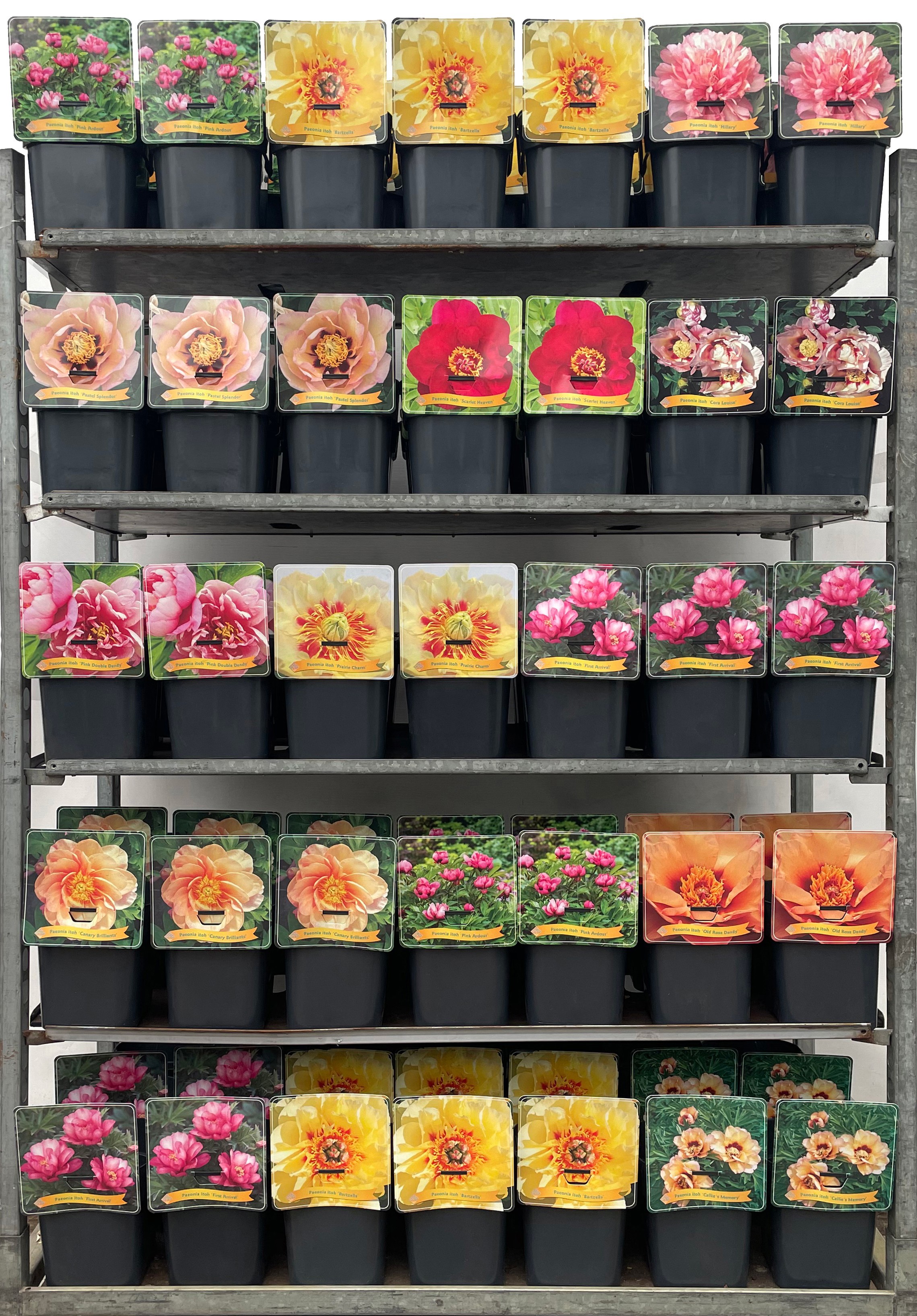 Paeonia itoh Mix CC C5, D 21