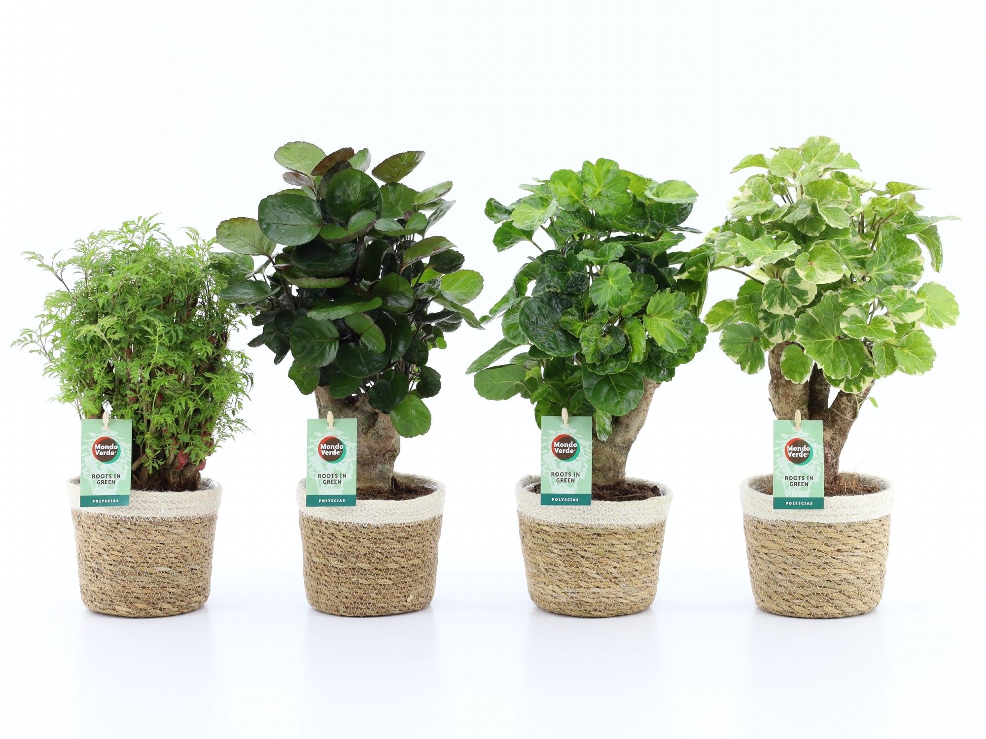 Polyscias Mix 12cm in Noah Korb, D 14