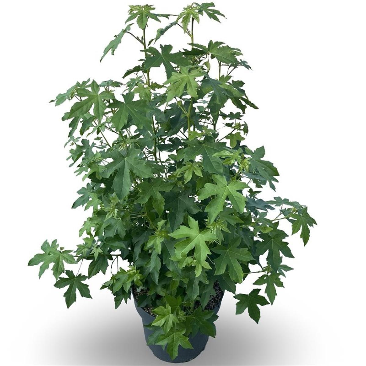 Liquidambar styraciflua, D 50