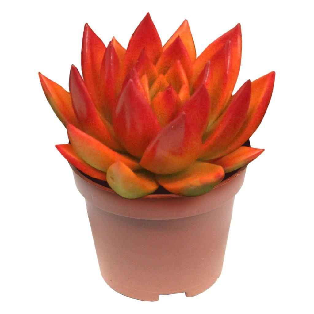Miranda bicoloured orange/red, D 6 cm